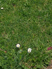 Bellis perennis