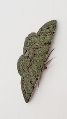 Ophthalmitis herbidaria