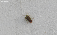 Acanthosoma spinicolle