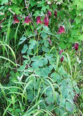 Aquilegia oxysepala