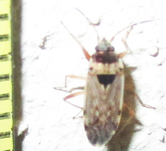 Elasmolomus transversus