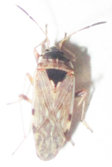 Elasmolomus transversus