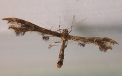 Geina periscelidactylus