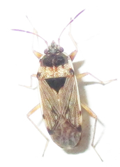 Elasmolomus transversus