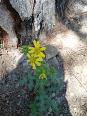 Senecio vernalis