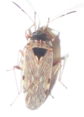 Elasmolomus transversus