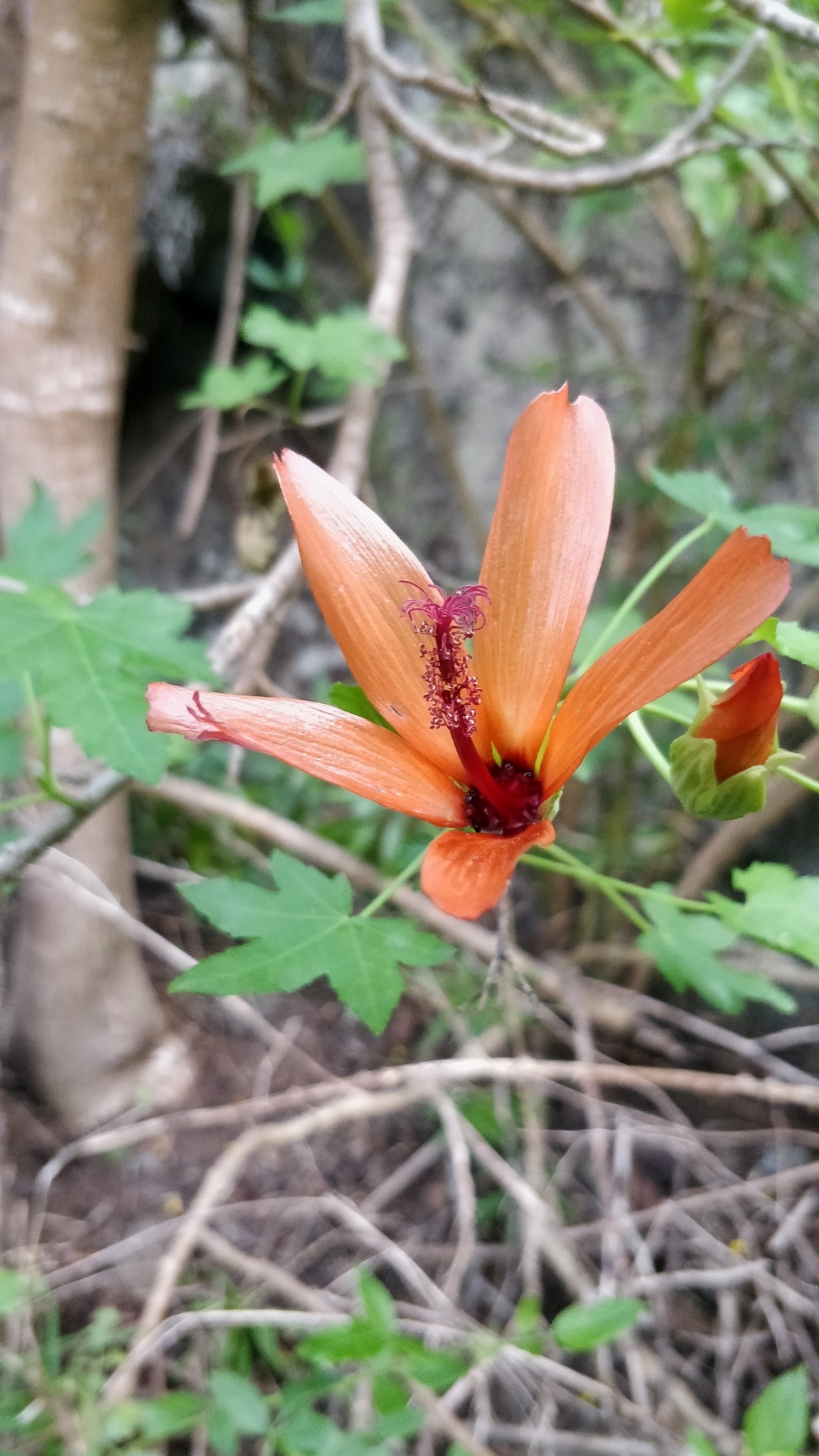 Malva phoenicea