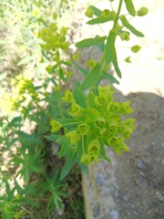 Euphorbia virgata