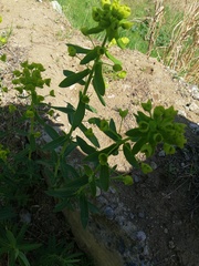 Euphorbia virgata