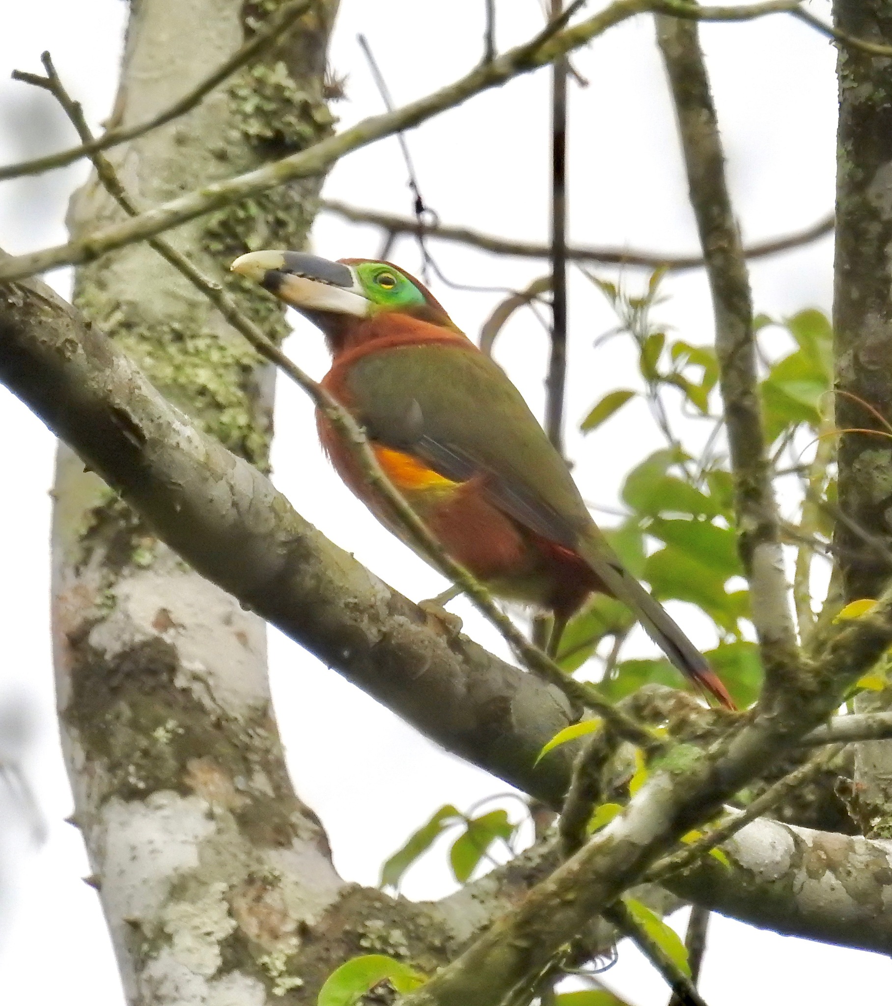 Gould's Toucanet (Selenidera gouldii), photo 10