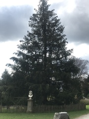 Picea smithiana