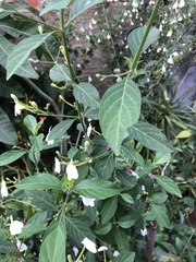 Rhinacanthus nasutus