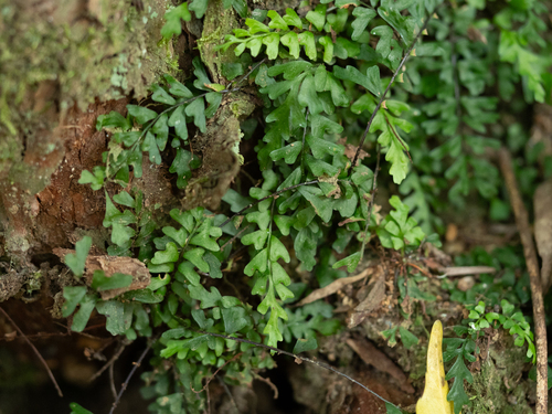 Asplenium oligophlebium iNat (1)