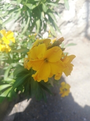 Erysimum × cheiri