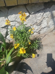 Erysimum × cheiri