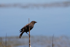 Tricolored Blackbird photo 4
