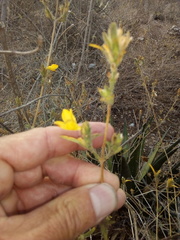 Tetramerium glandulosum