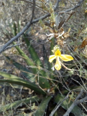 Tetramerium glandulosum