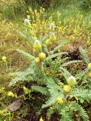 Astragalus alopecurus