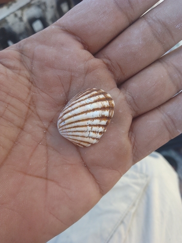 Cardites grayi