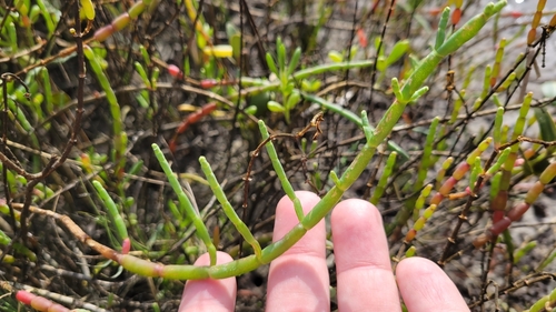 Image of Perennial Glasswort (Salicornia ambigua) by no rights reserved