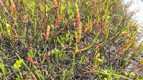 Image of Perennial Glasswort (Salicornia ambigua) by no rights reserved