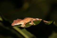 Correlophus ciliatus