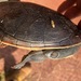 Northern Snake-necked Turtle - Photo (c) QuestaGame, some rights reserved (CC BY-NC-ND), uploaded by QuestaGame