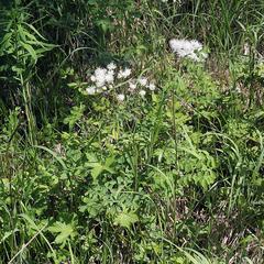 Thalictrum aquilegiifolium sibiricum
