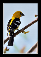 Pheucticus chrysopeplus