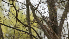 Phylloscopus collybita