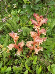 Orobanche alba