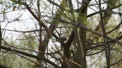 Phylloscopus collybita