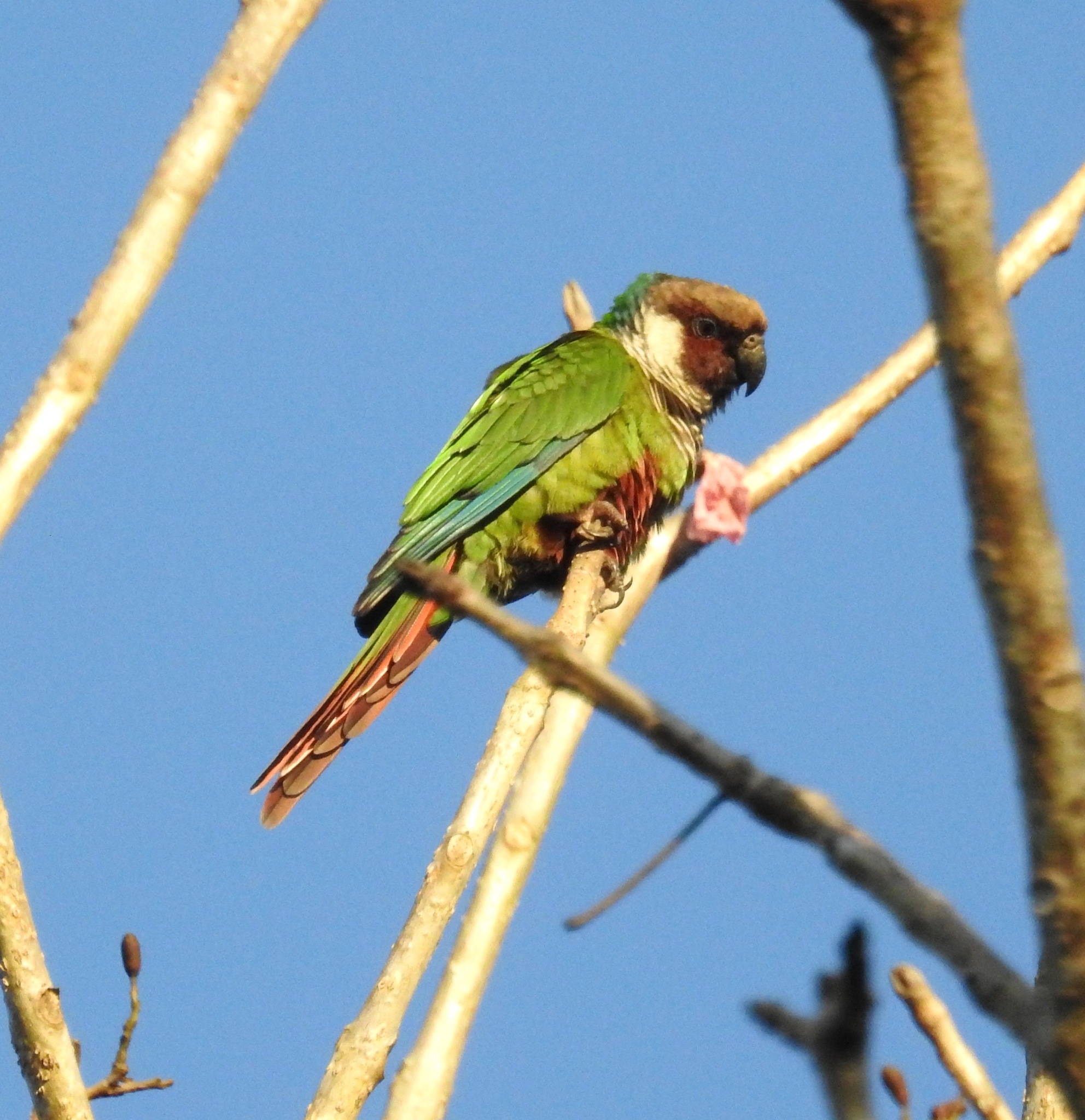 Grey-breasted Parakeet (Pyrrhura griseipectus), photo 9