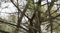 Phylloscopus collybita