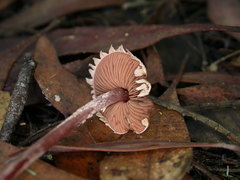 Melanophyllum haematospermum