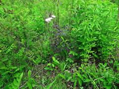 Thalictrum aquilegiifolium sibiricum