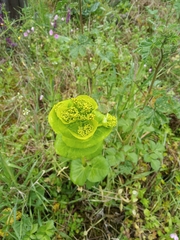 Smyrnium perfoliatum rotundifolium