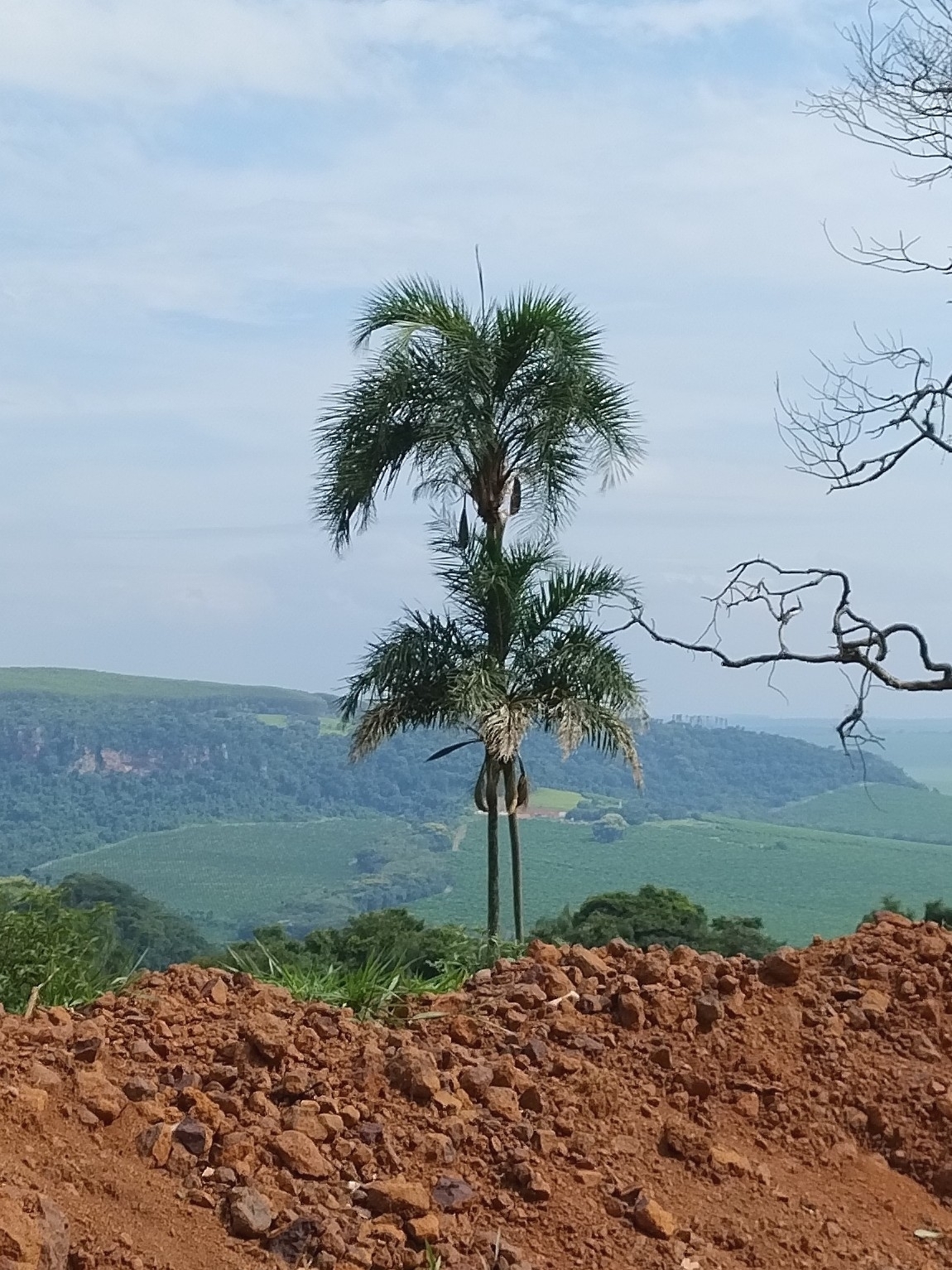 Imagem de Guariroba