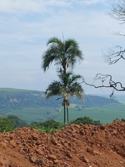 Syagrus oleracea, photograph (c) Carlos Otávio Gussoni, some rights reserved (CC BY)