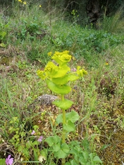 Smyrnium perfoliatum rotundifolium