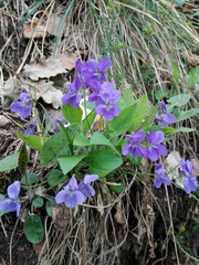 Viola hirta