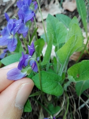 Viola hirta