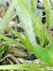 Viola hirta