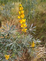 Lupinus luteus
