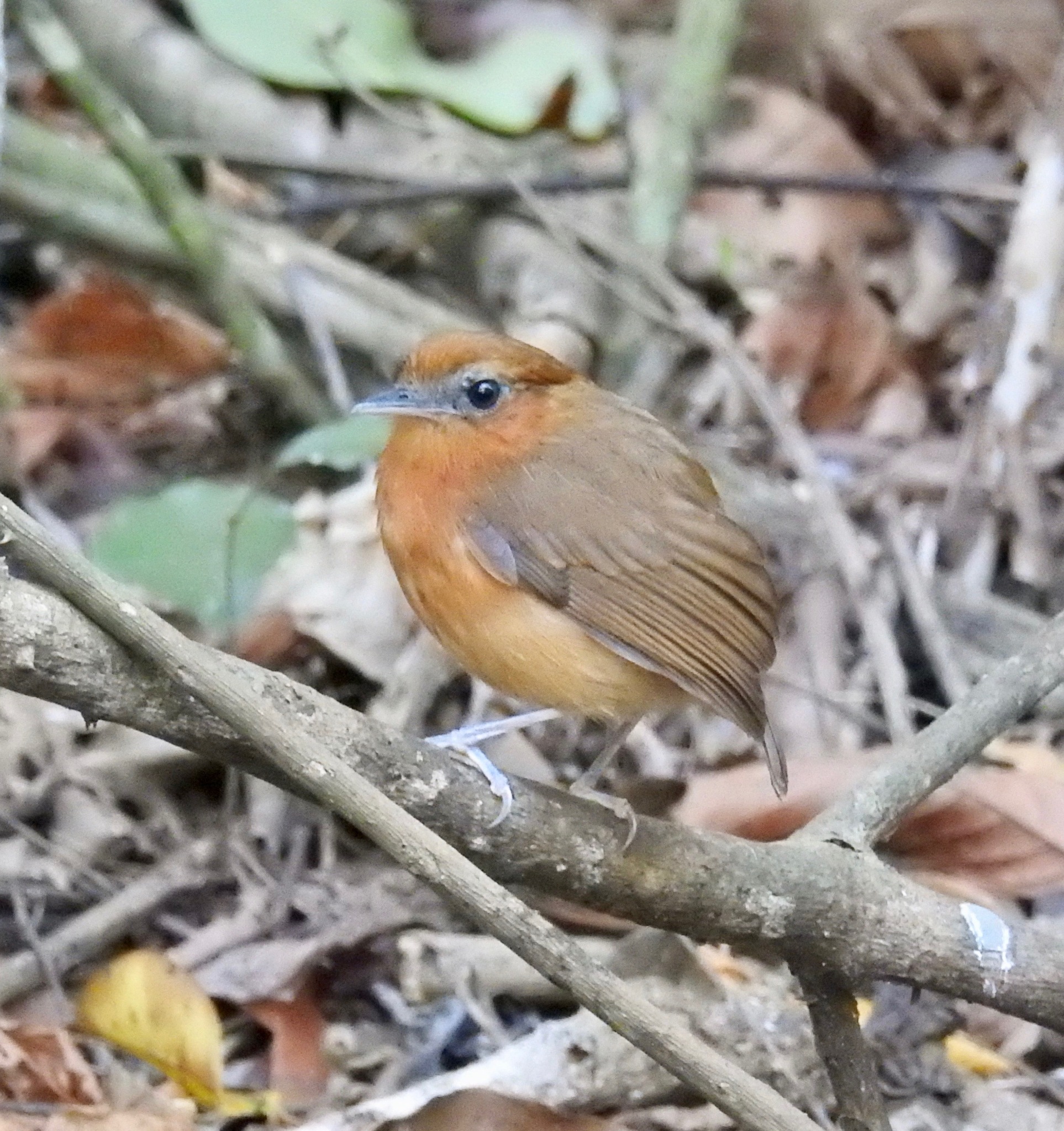 Ceara Gnateater (Conopophaga cearae), photo 6