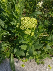 Lepidium draba