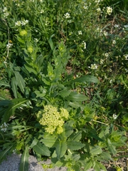 Lepidium draba