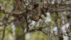 Troglodytes troglodytes