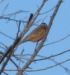 Emberiza tahapisi